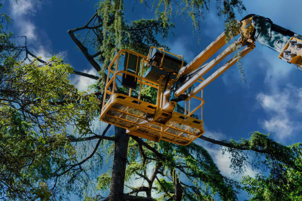 Best Arborist Services Near Me  in Crockett, TX